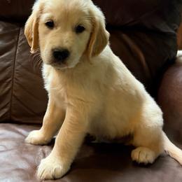 Blue - Light golden male Golden Retriever puppy in Chatham, Virginia from Barron’s Dan River Retrievers