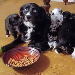 Australian Shepherd and Miniature Australian Shepherd Puppies from Double Moon