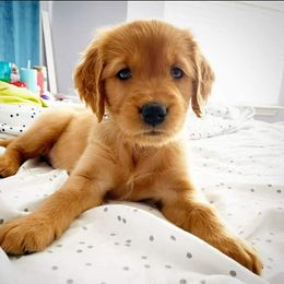 Golden Retriever Puppies from Carmel Bliss Golden Retrievers LLC