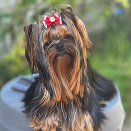 Roxie - Black and tan female Yorkshire Terrier puppy in Morgan Hill, California from Simply Perfect Yorkies