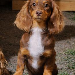 Squirt - Dachshund