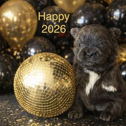 Sadie - Blue and white female Shih Tzu puppy in Hialeah, Florida from South East Coast Angels Shih Tzus