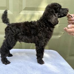 Poodle Puppies from Solara Kennels