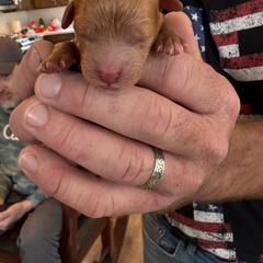 Liberty - Red  male Poodle puppy in Olympia, Washington from Che Bella Amore Lagotti