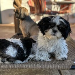 Destiny - Black and white female Shih Tzu puppy in El Prado, New Mexico from Maison Petit Lion