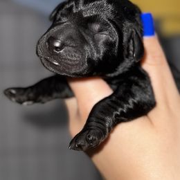 Black boy 1 - Black male Labrador Retriever puppy in Houston, Texas from CMJ Kennels