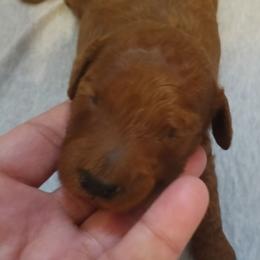 Boy two - Red male Cavapoo puppy in East Providence, Rhode Island from Marta's Cavaliers