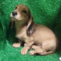 Rowan - Cream male Dachshund puppy in Randolph, Texas from Spindle's Little Treasures