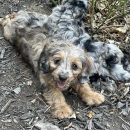Cavapoo Puppies from Buttercup Doodles