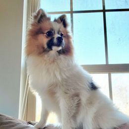 Sparkles - Pomeranian