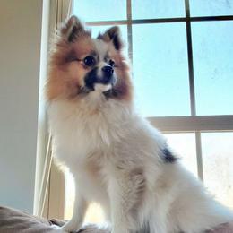 Sparkles - Pomeranian