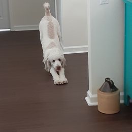 Poodle All Grown Up from Standard Poodles of Eason Farm