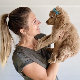 Bernedoodle, Goldendoodle, and Poodle Puppies from Central Valley Canine Companions