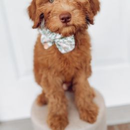 Goldendoodle Puppies from Summer Sun Doodles