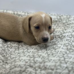 Girl one smooth coat cream - Cream female Dachshund puppy in Wisconsin from Sabe and Shabe’s Doxies