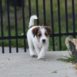 Pia boy - White and tan male Russell Terrier puppy in Middletown, Virginia from DBF Russell Terriers