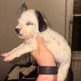Girl 2 - White and black female Dalmatian puppy in Toledo, Ohio from Exquisite Dalmatians & Standard Poodles