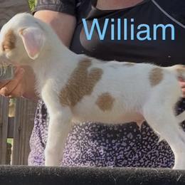 Boy 3 - male Ibizan Hound puppy in Oklahoma from Nevaeh Ibizan Hounds