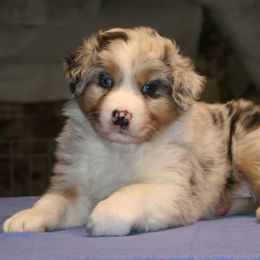 Australian Shepherd Puppies from Integrity Australian Shepherds