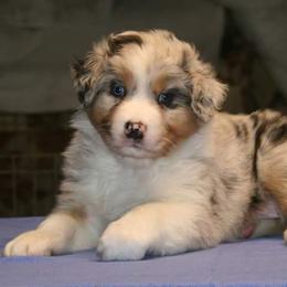 Australian Shepherd Puppies from Integrity Australian Shepherds