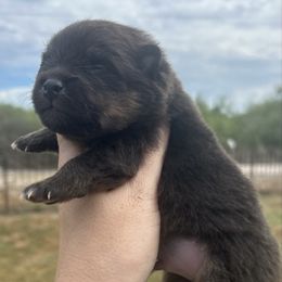 Snoop - Black and tan male Pomeranian puppy in Orange Grove, Texas from Davis Poms