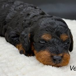 Vega - Phantom female Poodle puppy in Wheatland, California from Sapphire Ridge Poodles