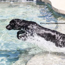 Labrador Retrievers from Superstition Mountain Labradors