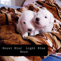 Dark blue - White male Great Pyrenees puppy in Yucaipa, California from Rusty Horse Ranch Great Pyrenees