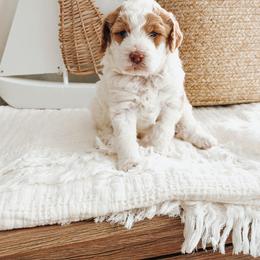 Echo - Parti male Poodle puppy in Queen Creek, Arizona from Reverie Poodles