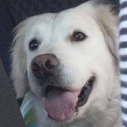 Carmen - Golden Retriever