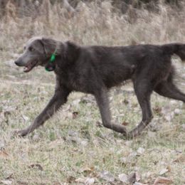 Baghera - Weimaraner
