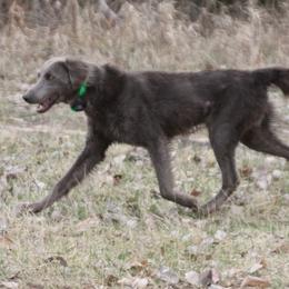 Baghera - Weimaraner