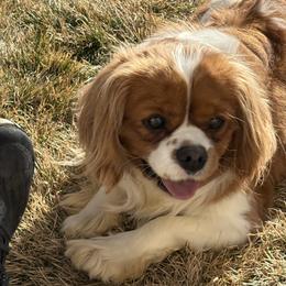Cavalier King Charles Spaniel puppies from Corner house cavaliers