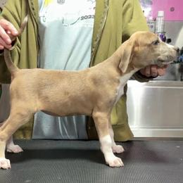 Mountain Cur puppies from Walnut Ridge Mountain Curs