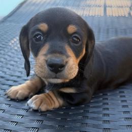 CKC black and tan - Black and tan female Dachshund puppy in Cottonwood, California from Circle C Farm