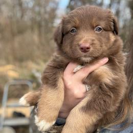 Rick - Red tri-color male Australian Shepherd puppy in Nicholasville, Kentucky from Sugar Creek Aussies