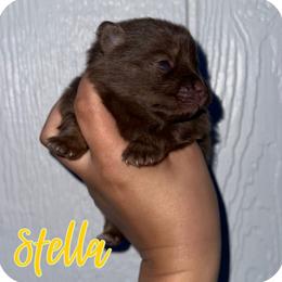 Stella - Chocolate and tan female Pomeranian puppy in Willow Spring, North Carolina from GTBBF Pomeranians