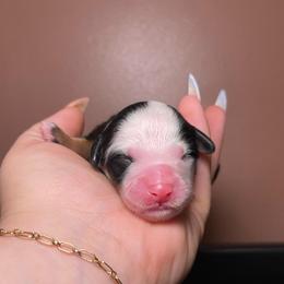 1 - Tri-color male Bernedoodle puppy in Port Saint Lucie, Florida from Eastside Paws LLC