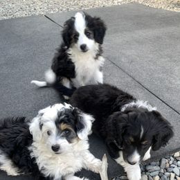 Aussiedoodle Puppies from North Idaho Miniature Aussiedoodles