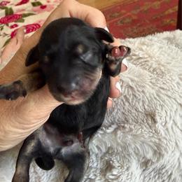 Merlot - Black and silver male Miniature Schnauzer puppy in Temple, Texas from Schnauzers Of Taylor