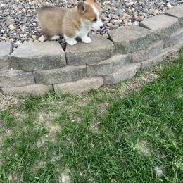 Australian Shepherd and Pembroke Welsh Corgi Puppies from Morehead Family Dogs