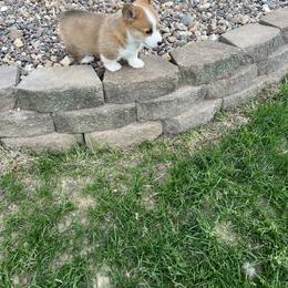 Australian Shepherd and Pembroke Welsh Corgi Puppies from Morehead Family Dogs