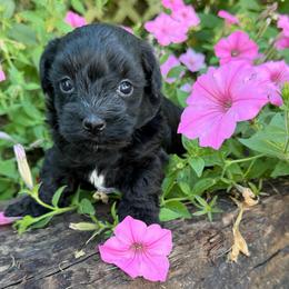 Crumpet - Black male Maltipoo puppy in Oakland, Kentucky from Imperial Dogs