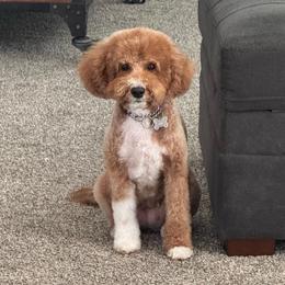 Stella - Goldendoodle