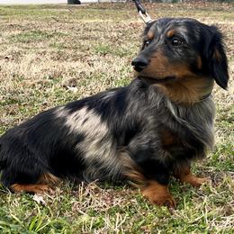 Simon - Dachshund
