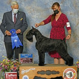 Giant Schnauzers from Grand Design Giant Schnauzers