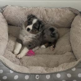 Miniature Australian Shepherd, Shih Tzu, and Toy Australian Shepherd Puppies from River Springs Aussies