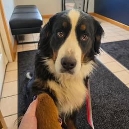 Kira - Bernese Mountain Dog
