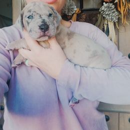 Great Dane Puppies from Pepper Mae Danes