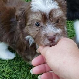 Havanese and Shih Tzu Puppies from Locust Creek Shih Tzu & Havanese